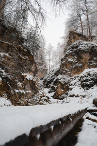 Snow covered land and trees during winter