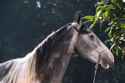 Side view of horse standing in forest