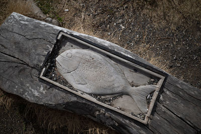 High angle view of damaged tree on field