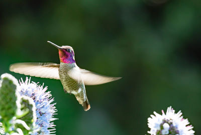 Close-up of hummingbird on flower