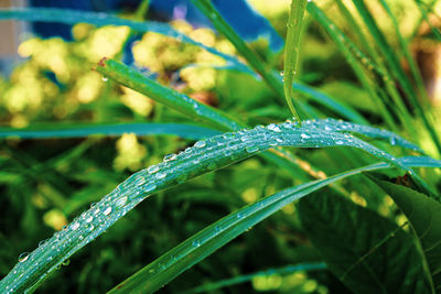 Close-up of wet grass