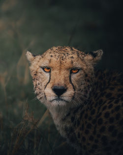 Close-up of cheetah