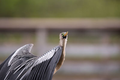 Close-up of bird