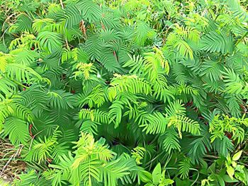 Full frame shot of green leaves