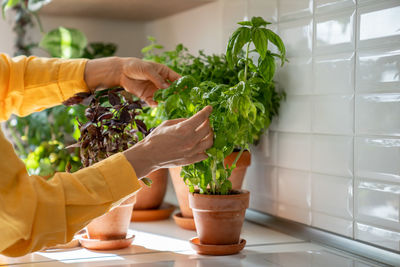 Cropped hand of person holding potted plant