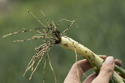 Woman holding a fresh green onion, pulled out of the ground.