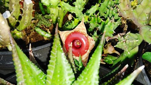 Close-up of cactus flower