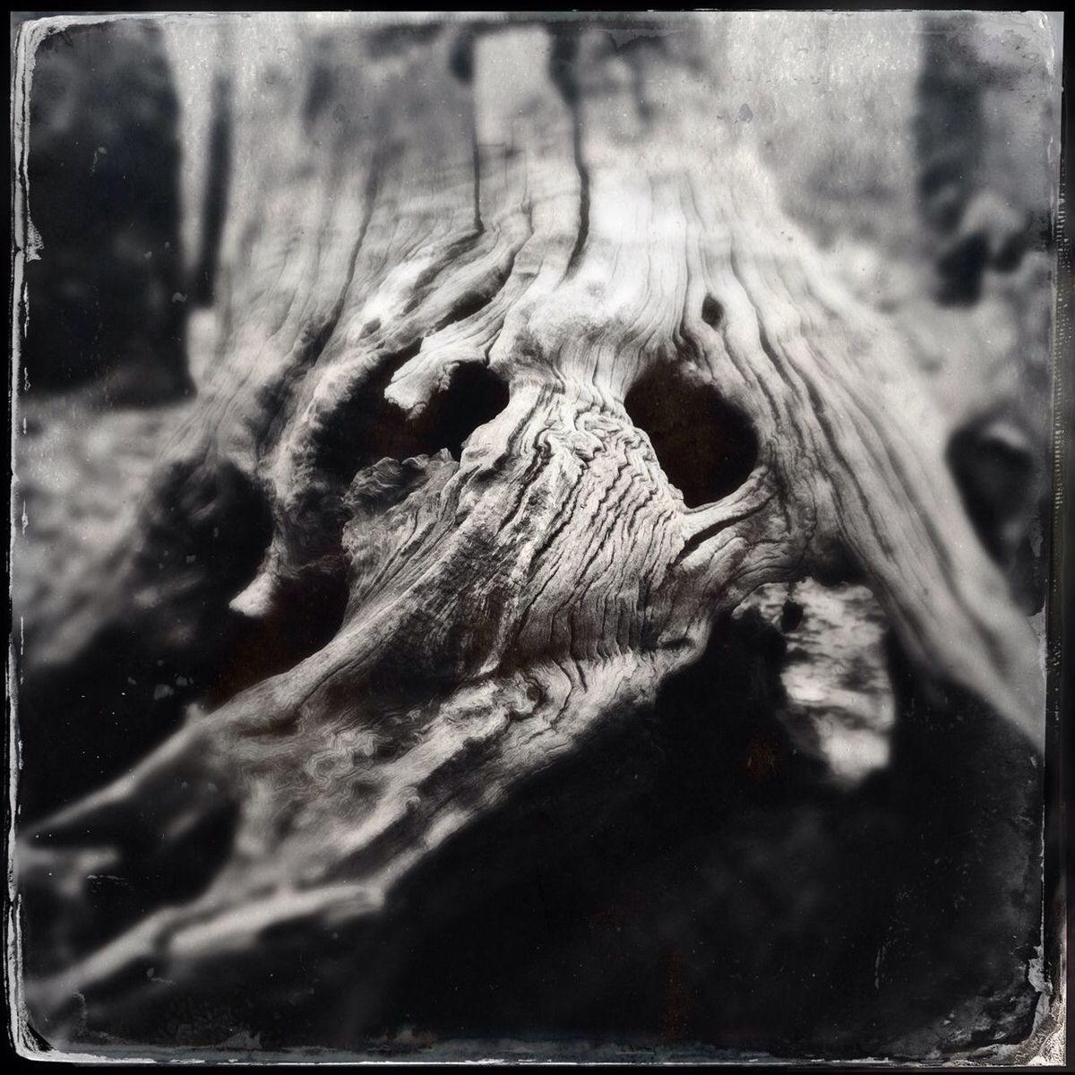 transfer print, auto post production filter, close-up, textured, nature, natural pattern, wood - material, selective focus, tree trunk, rough, day, outdoors, no people, bark, wood, high angle view, beauty in nature, wildlife, focus on foreground, detail