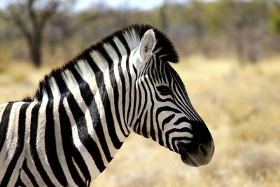 Close-up of zebra on field