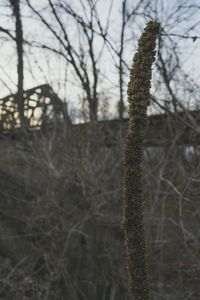 Bare trees against sky