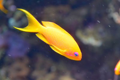 Close-up of fish swimming in sea