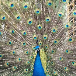 Close-up of peacock