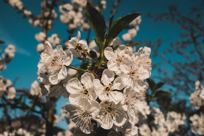 Close-up of white cherry blossoms