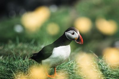 Close-up of bird perching on field