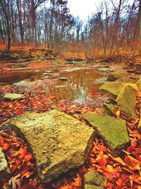 Autumn leaves in water