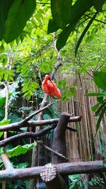 Bird perching on branch