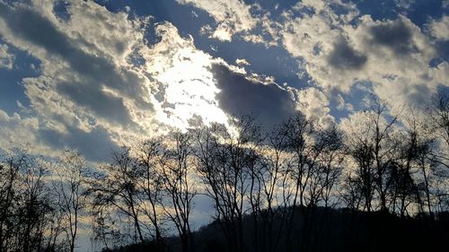 Low angle view of trees against sky