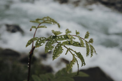 Close-up of frozen plant during winter