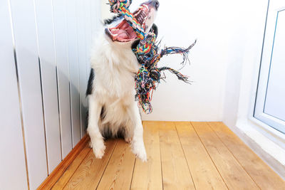 High angle view of dog standing on hardwood floor