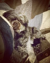 Portrait of dog relaxing on bed