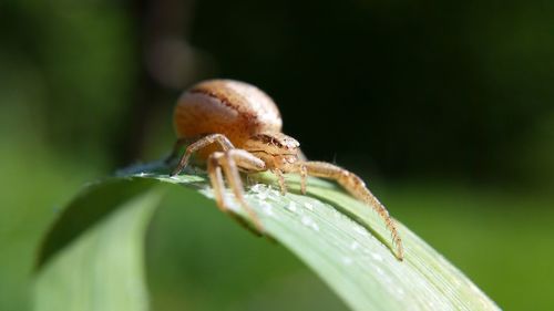 Close-up of spider