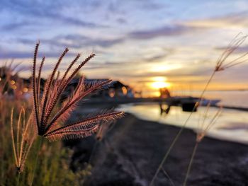 Close-up of stalks against sky during sunset