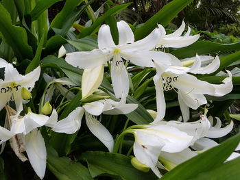 Close-up of white flowering plants