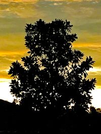 Close-up of silhouette tree against sky at sunset