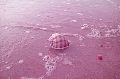 Close-up of shells on wet sand