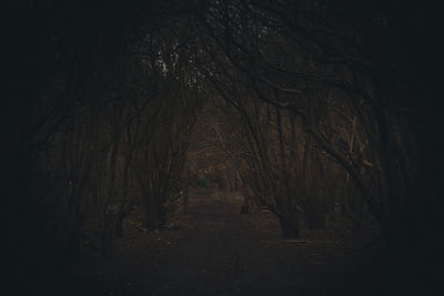 Bare trees in forest