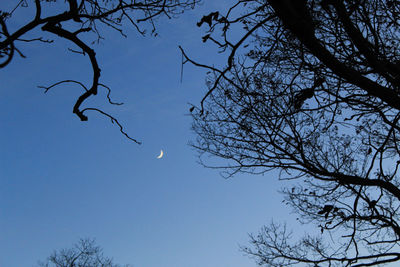 Low angle view of bare tree against blue sky