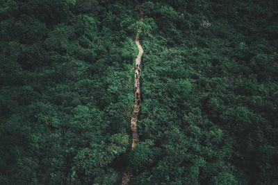 High angle view of trees in forest