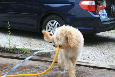 Close-up of dog