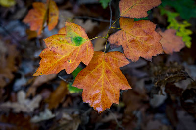 Close-up of maple leaves on plant