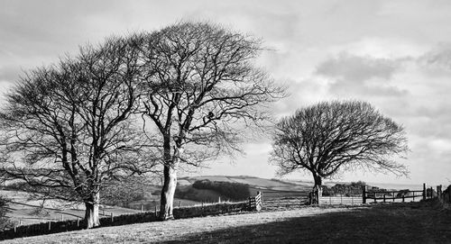 Bare trees on field against sky
