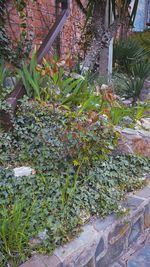 High angle view of flowering plants in yard