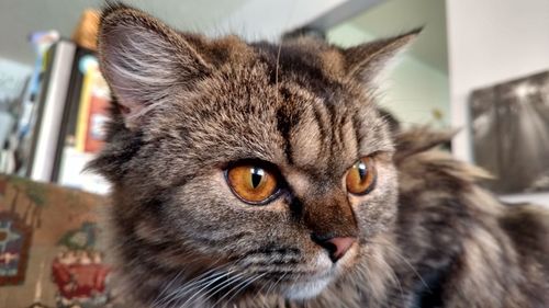 Close-up portrait of cat at home