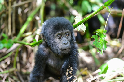 Portrait of gorilla baby