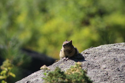 Squirrel on rock