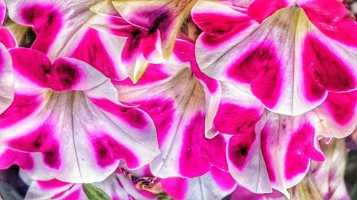 Close-up of pink flower