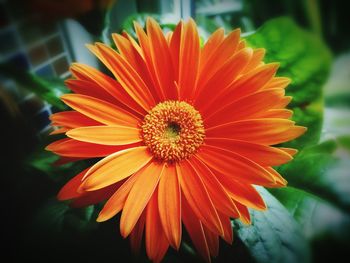 Close-up of orange flower blooming outdoors