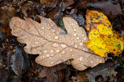 Close-up of raindrops on maple leaves