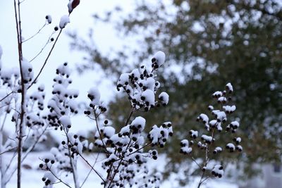 Close-up of frozen tree