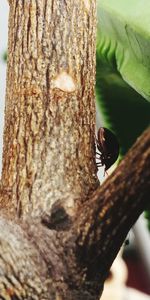 Close-up of insect on tree trunk