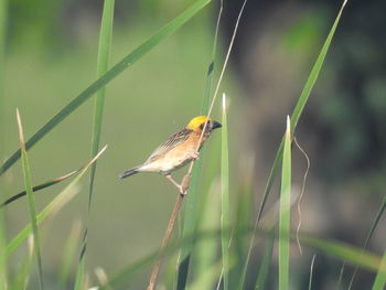 Close-up of bird perching on plant