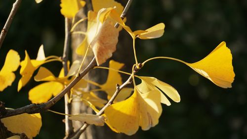 Close-up of yellow flowers