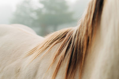 Close-up of a horse