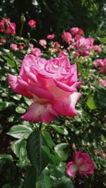 Close-up of pink rose