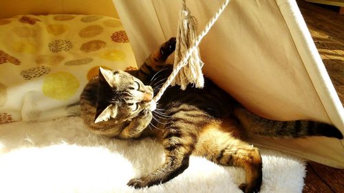 Close-up of cat relaxing on bed