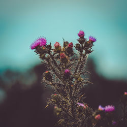 Close-up of pink flowering plant against sky